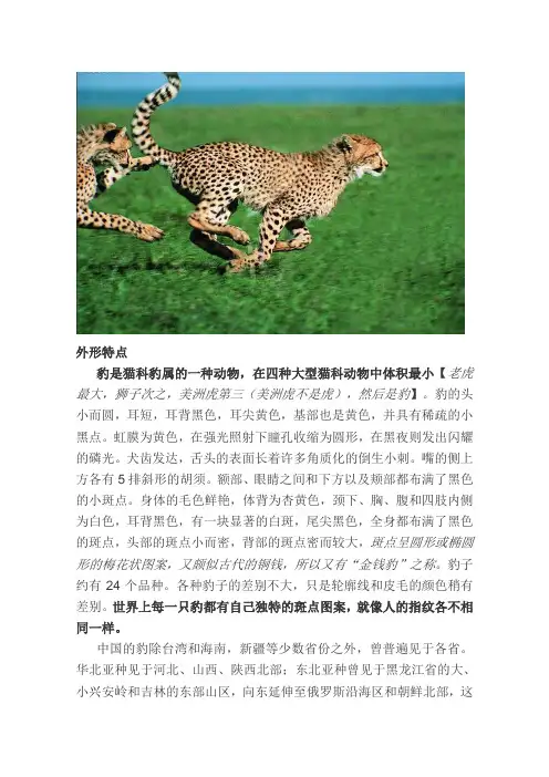 豹子