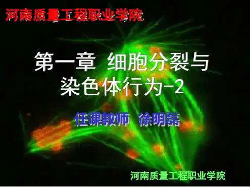 2细胞分裂与染色体行为2