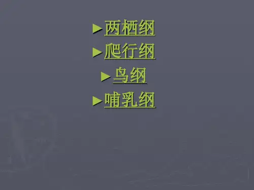 四足动物