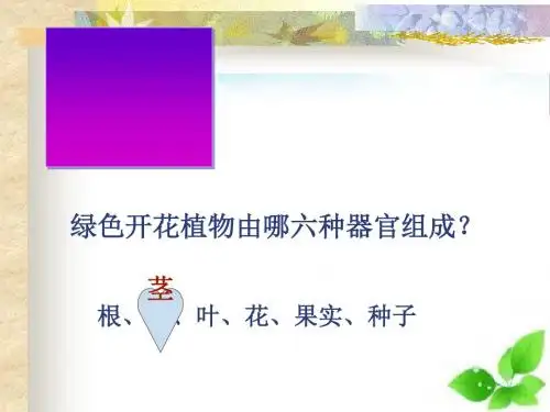 植物茎的输导功能课件PPT 3