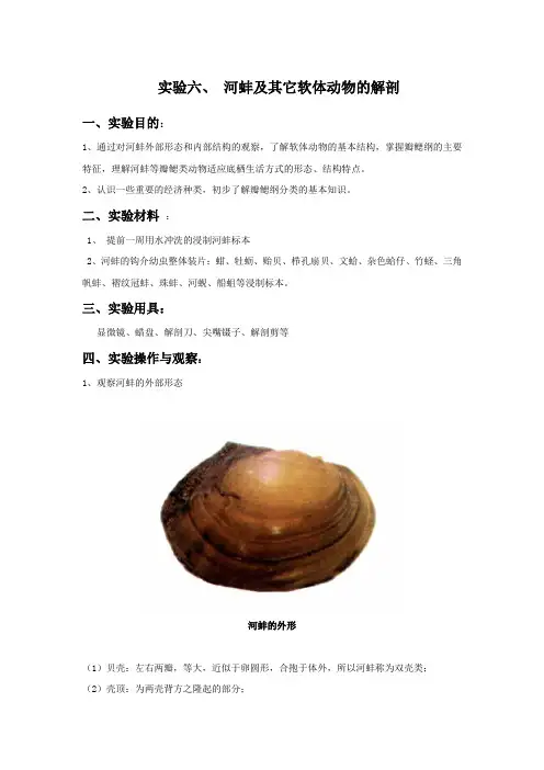 实验6、河蚌解剖观察