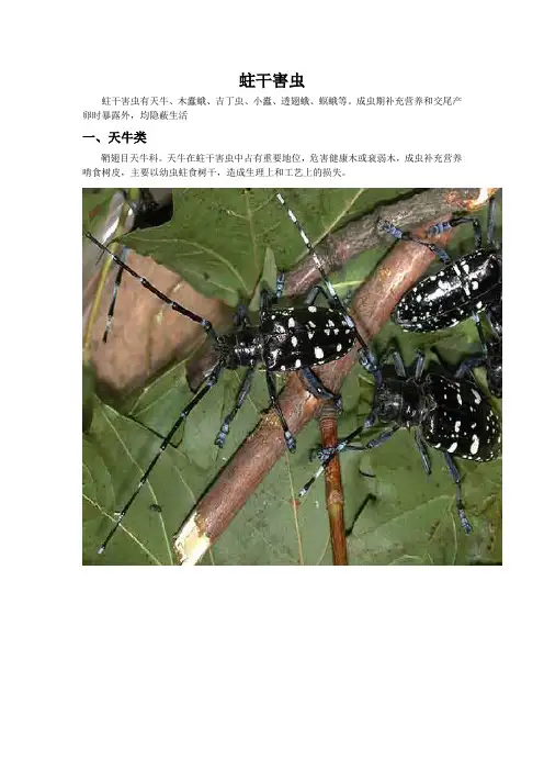 蛀干害虫
