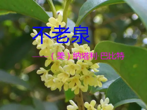 不老泉