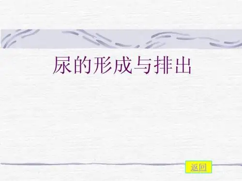 尿液的形成和排除