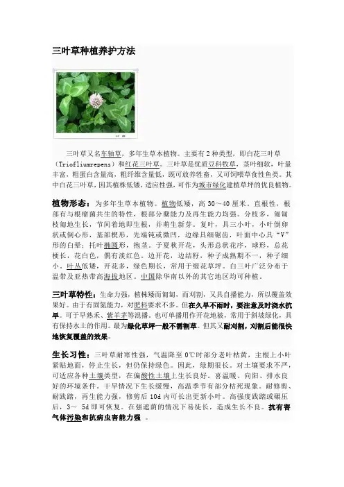三叶草种植养护方法