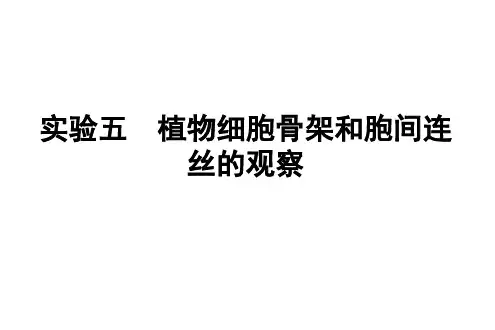 8.细胞骨架和胞间连丝
