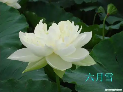 美文欣赏《六月,我们去看海》