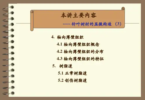 木材显微构造3