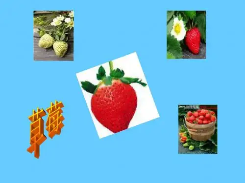 草莓PPT4 语文版 (共12张PPT)