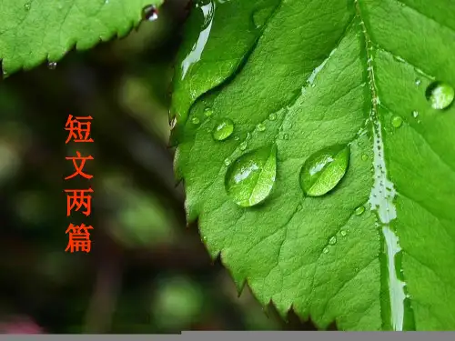 短文两篇(蝉贝壳)PPT