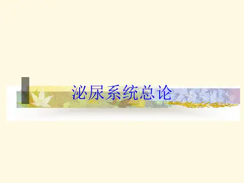 泌尿系统总论培训课件