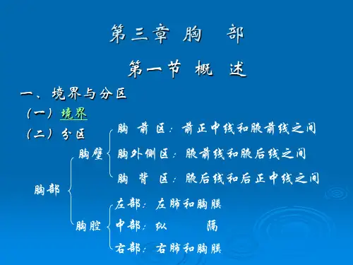 局部解剖学-三胸部(精品PPT)