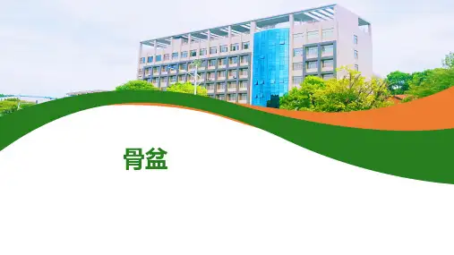 女性生殖系统解剖:骨盆