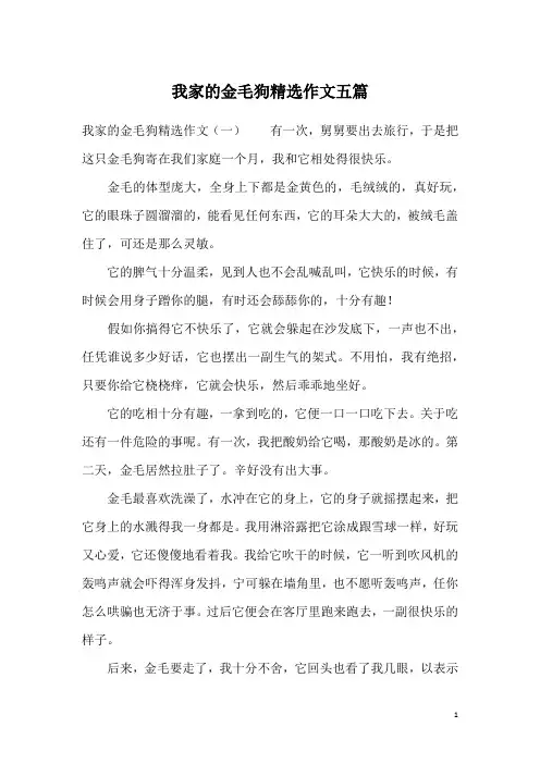 我家的金毛狗精选作文五篇