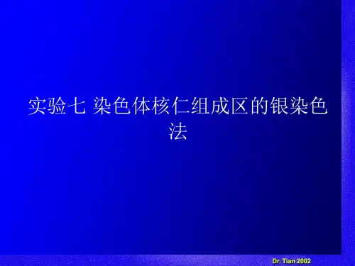 实验七染色体核仁组成区的银染色法