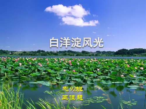 白洋淀赏析1015