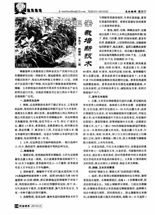 辣椒套种玉米栽培新技术