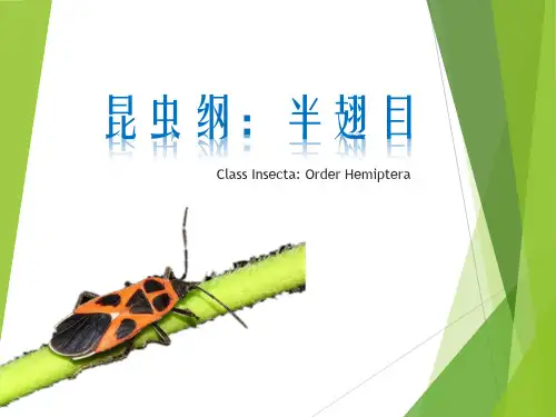 半翅目总论