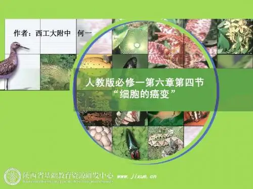 人教版必修一第六章第四节“细胞的癌变”教学课件_生物_教学课件_人教版