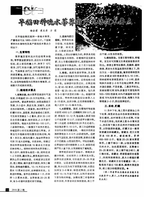 早稻田种晚水荸荠高产栽培技术要点