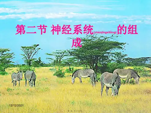 七年级生物下册 第四单元 第六章 第2节 神经系统的组成课件 