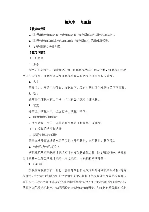 细胞核