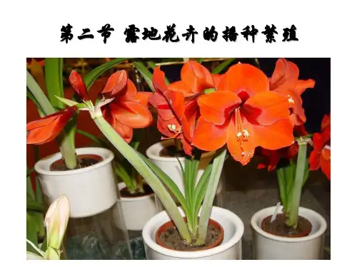 第二节 花卉的播种繁殖