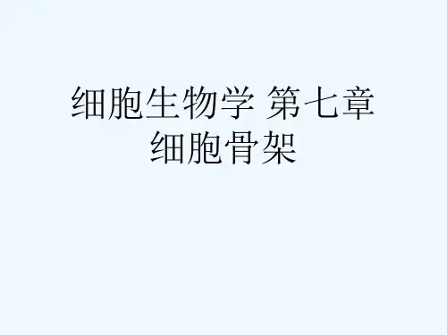 细胞生物学 第七章   细胞骨架[可修改版ppt]