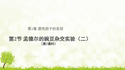 【人教版】孟德尔的豌豆杂交实验(二)PPT课件2