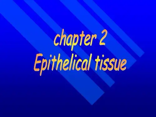 02epithelium