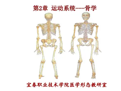 系统解剖学第2章 运动系统  骨学