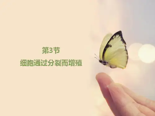 北师大版七年级上册生物第三章第三节细胞通过分裂而增殖 课件
