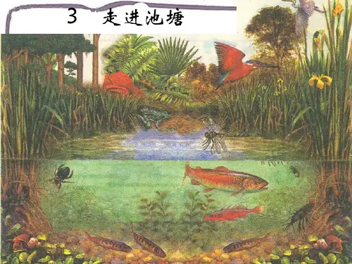 3_走进池塘课件(1)
