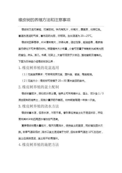 橡皮树养殖方法和注意事项