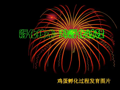 鸡的胚胎发育