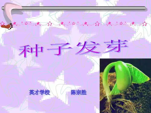 四年级下册科学课件-1.2 种子发芽｜ 鄂教版 (共32张PPT)