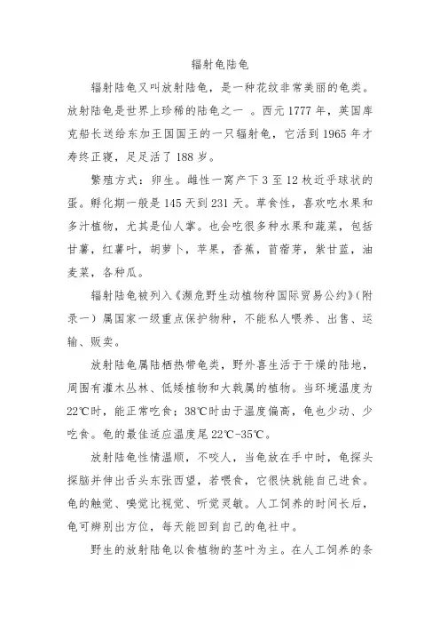 辐射龟陆龟