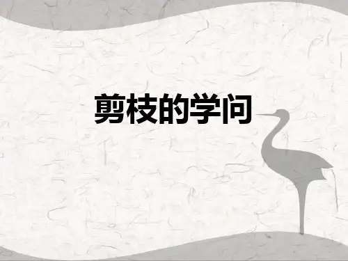 剪枝的学问 ppt课件