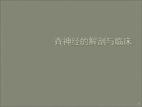 坏死性筋膜炎PPT课件