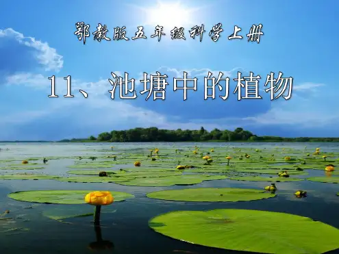 鄂教版科学五年级上册第11课《池塘中的植物》ppt课件