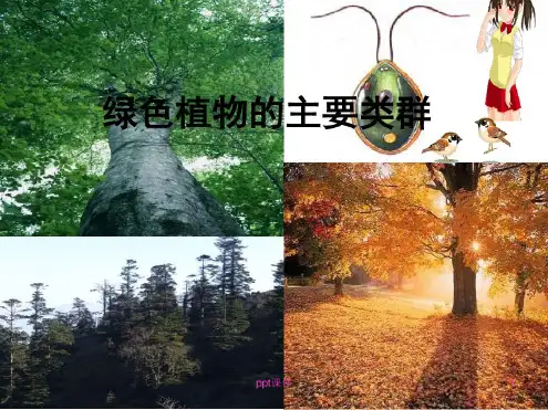 绿色植物的主要类群课件
