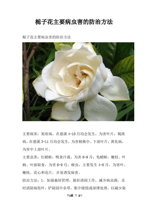 栀子花主要病虫害的防治方法