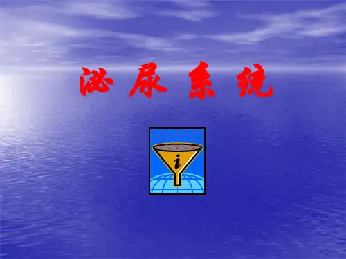 解剖-泌尿系统