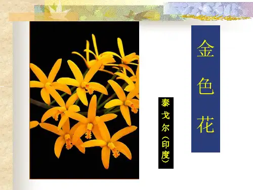 金色花 (1)