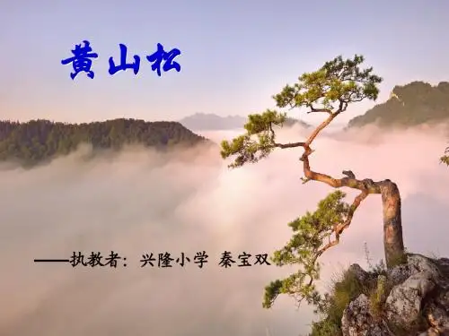 《黄山松》课件