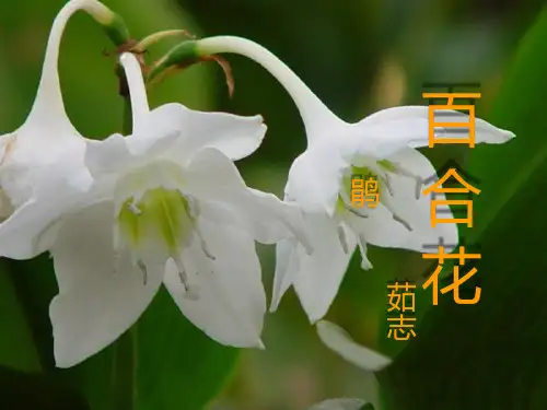《百合花》PPT课件