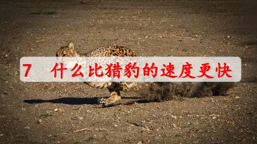部编版五年级上册语文7课《什么比猎豹的速度更快》PPT