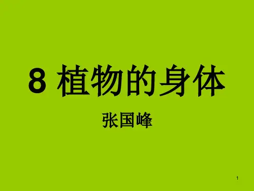 植物的身体 ppt课件