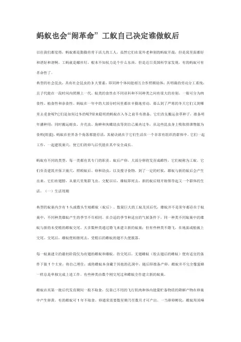 蚂蚁补充