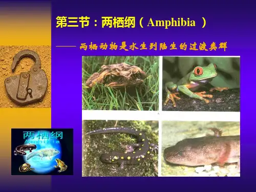 大学动物学课件——两栖类